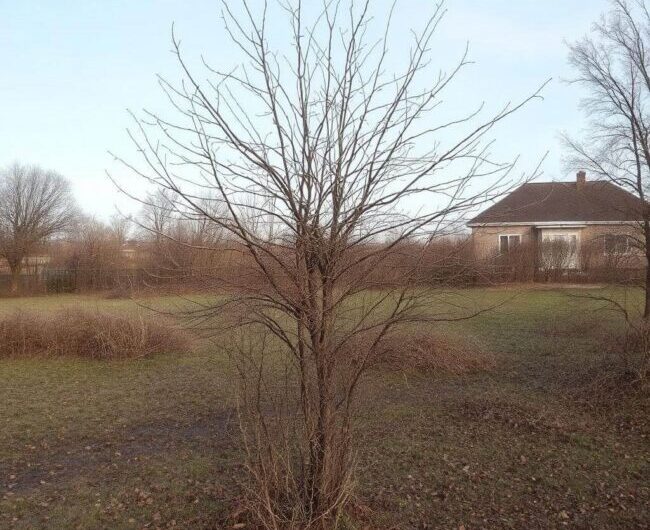 Co zrobić gdy sąsiad nie zgadza się na usunięcie gałęzi